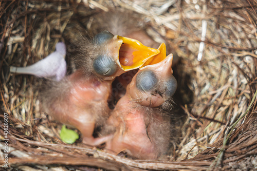 Nido de aves con tres polluelos de mirlo recién nacidos con el pico abierto esperando a su madre para comer