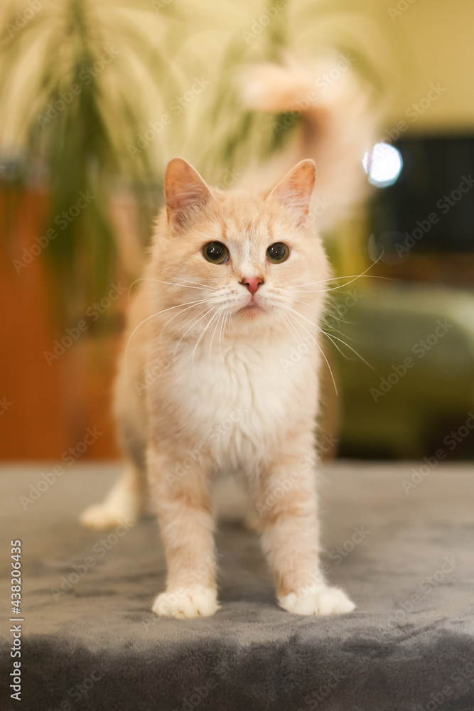 Beige fluffy cute cat at home on a blanket
