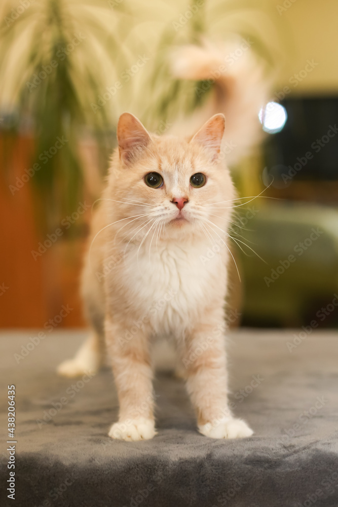 Beige fluffy cute cat at home on a blanket Beige fluffy cute cat at home on a blanket