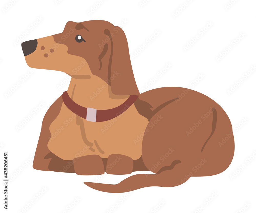Dachshund or Badger Dog as Short-legged and Long-bodied Hound Breed with Collar Sitting Vector Illustration
