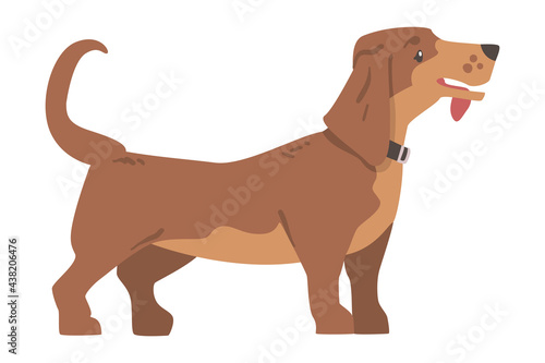 Dachshund or Badger Dog as Short-legged and Long-bodied Hound Breed with Collar Standing Vector Illustration