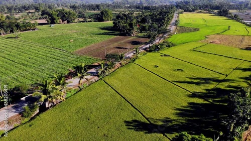 Green lush rice fields under the summer sun, Philippines	