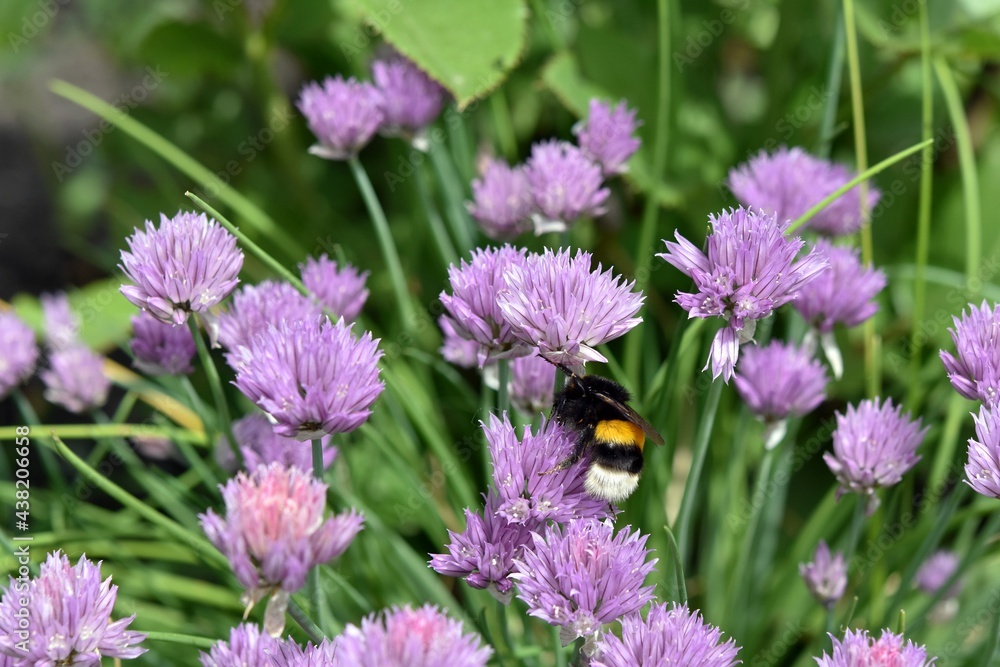 Fototapeta premium bumblebee sitting on a purple siberian onion flower june