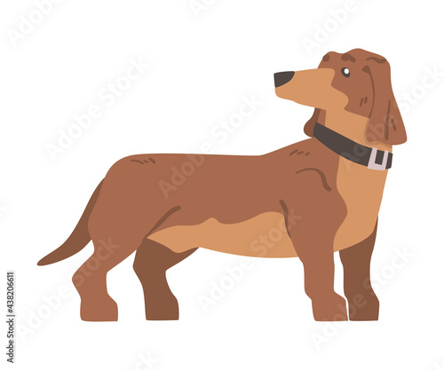 Dachshund or Badger Dog as Short-legged and Long-bodied Hound Breed with Collar Standing Vector Illustration