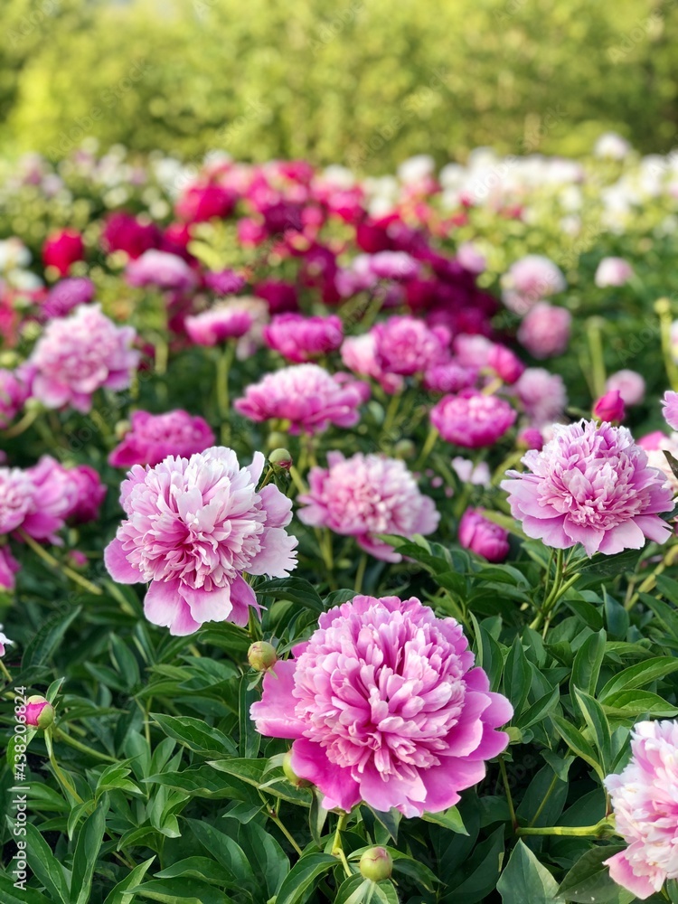 Peony flowers. Garden and plants. Summer