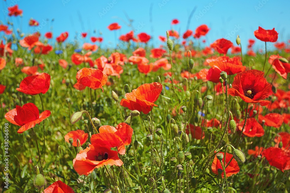 Naklejka premium Pole maków czerwonych