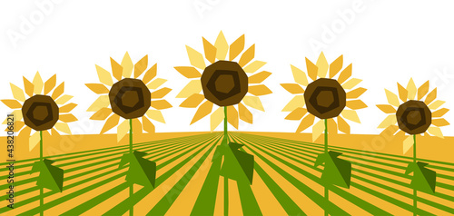 Background with ripe sunflowers. Harvested agricultural field.