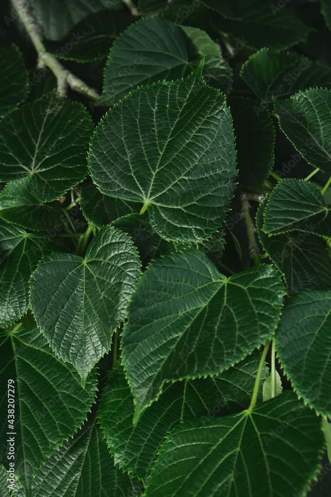Green leaves with copy space. They are color tone dark. Green leaves with copy space. They are color tone dark.