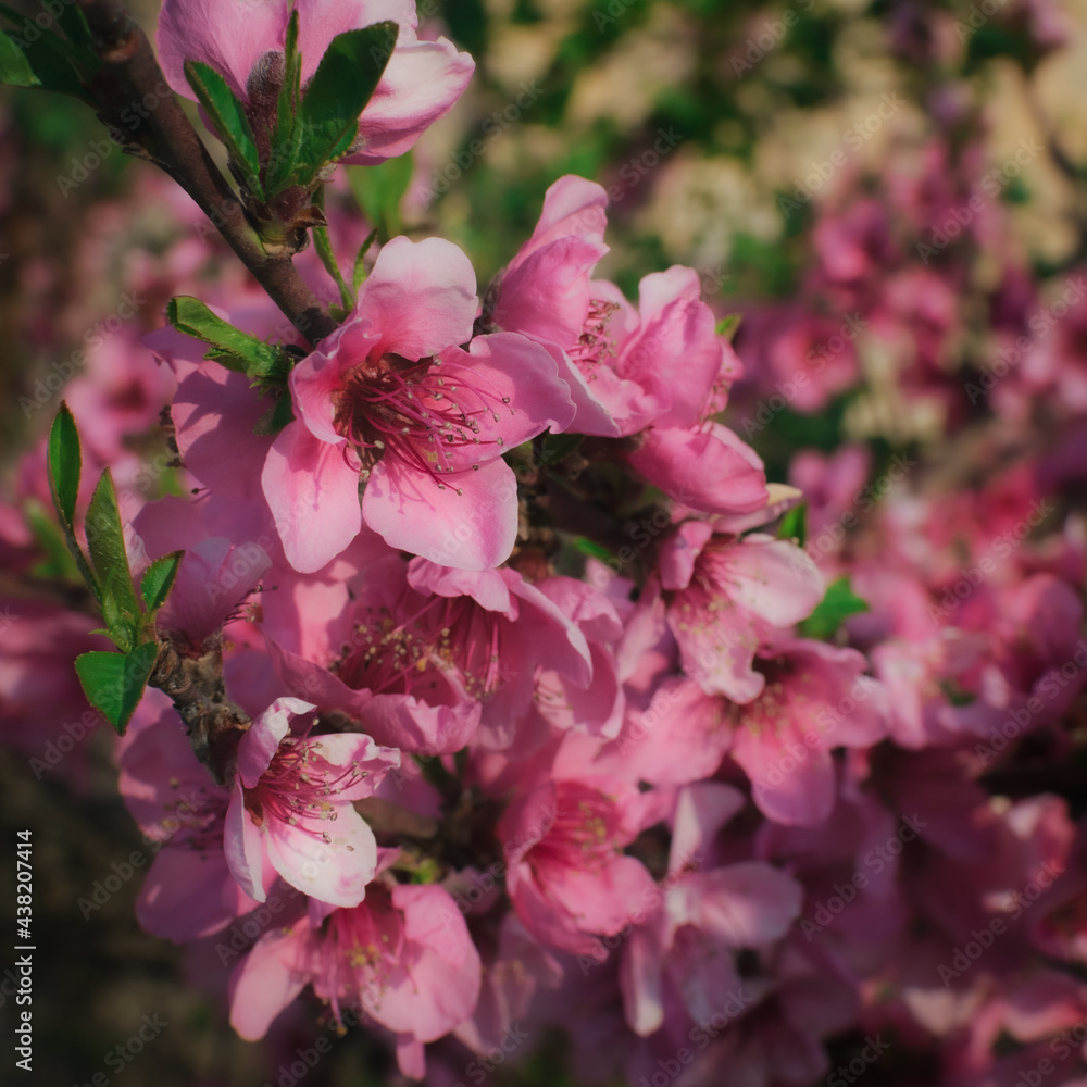 Obraz premium Fiori di pesco.