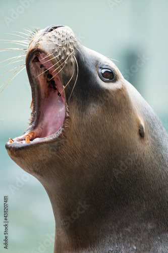 Portrait of a female southern sea lion