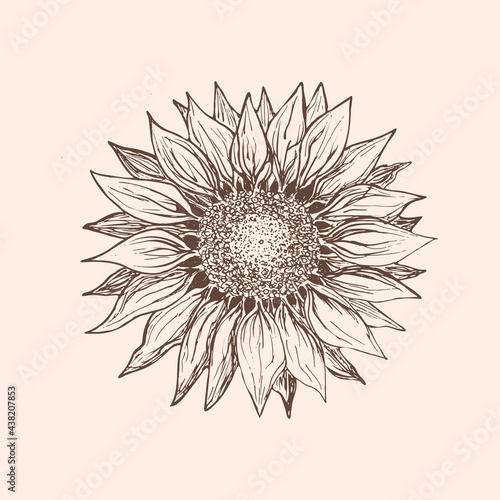 Sunflower hand drawn vector. Floral ink pen sketch. Isolated monochrome floral design element.