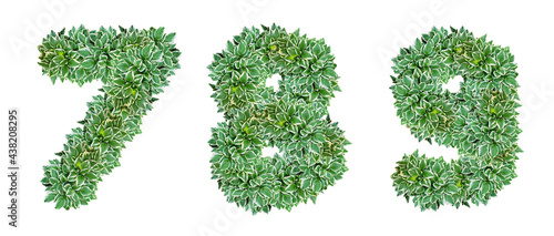 Numbers 7, 8, 9 made from Hosta plant leaves