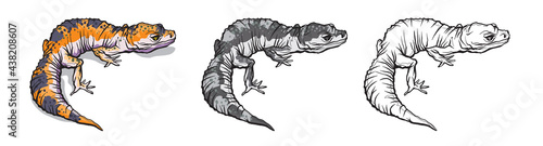 Gecko lizard animal. Reptile in natural wildlife isolated in white background. Color, black and white illustration and outline for coloring. Vector illustration