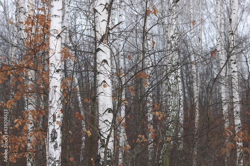 Young birch with black and white birch bark in spring in birch grove against background of other birches
