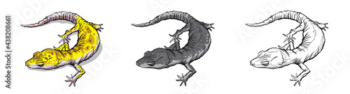 Gecko lizard animal. Reptile in natural wildlife isolated in white background. Color, black and white illustration and outline for coloring. Vector illustration