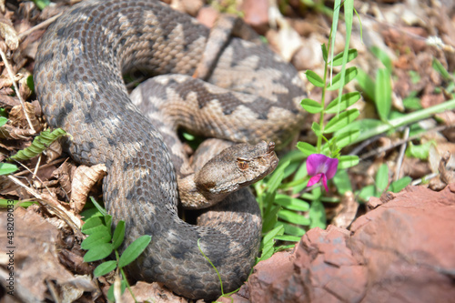 Vipera ammodytes, Nose-horned viper, most toxic and dangerous snake in Europe. Long-nosed Viper, European viper snake