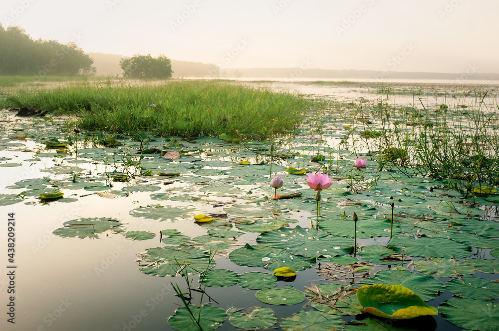 Sunrise on the lake with lotus flowers in Binh Phuoc province, Vietnam. Sunrise on the lake with lotus flowers in Binh Phuoc province, Vietnam.