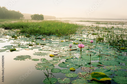 Sunrise on the lake with lotus flowers in Binh Phuoc province, Vietnam.