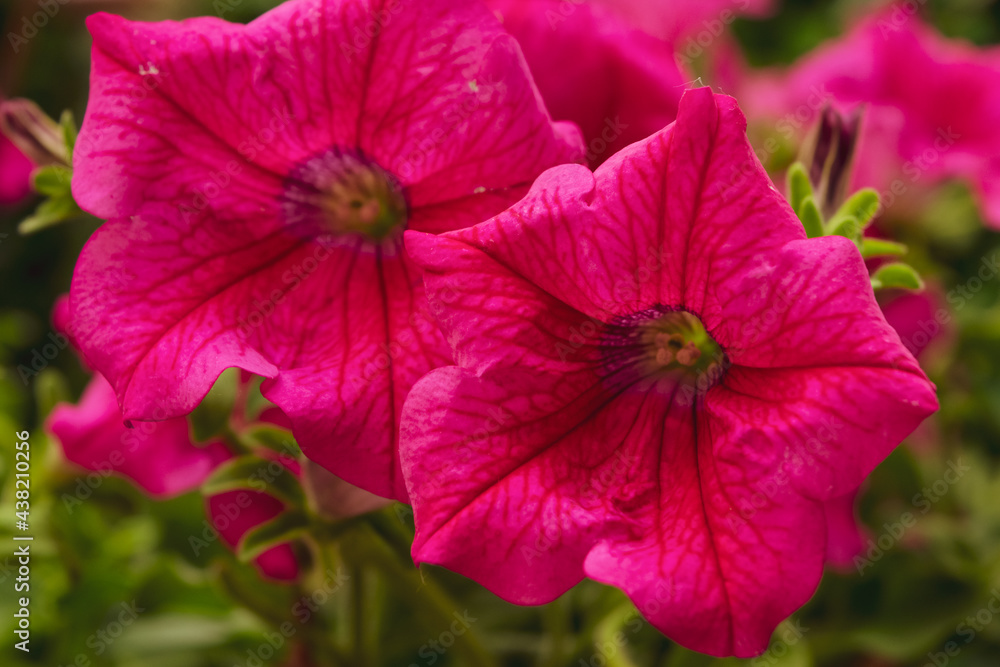 Closeup of a beautiful petunia plants in purple color Closeup of a beautiful petunia plants in purple color