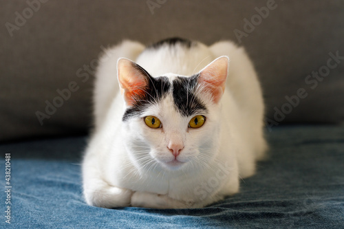 a black and white kitten lying in front of it, with its paws tucked up, looks piercingly into the eyes