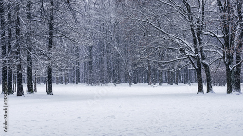 Frozen forest with white glade