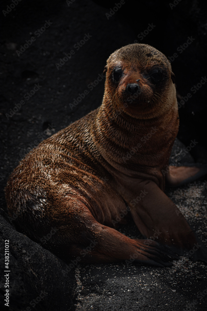 Fototapeta premium state sea lion