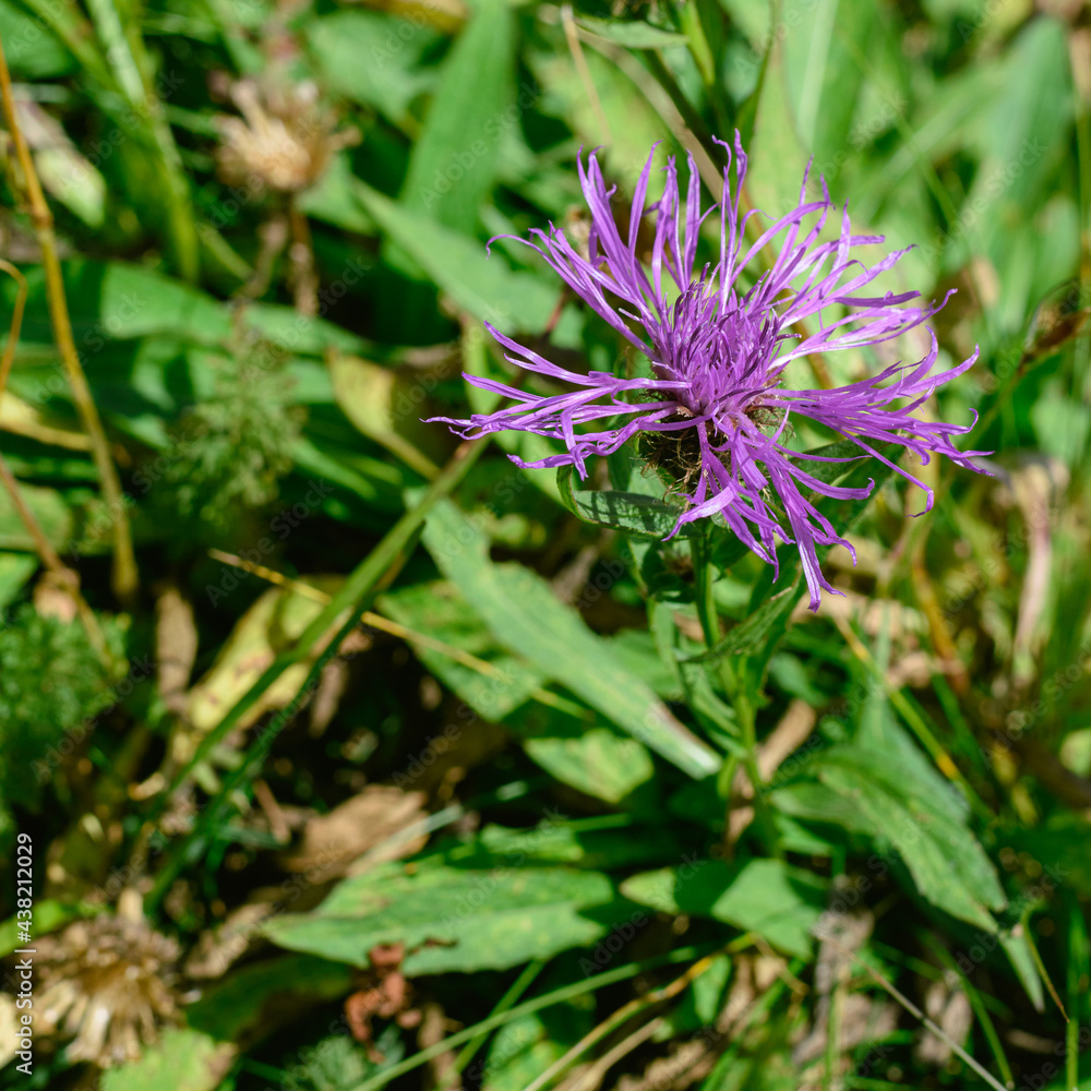 Piccolo fiore viola selvatico su un sentiero di montagna. Piccolo fiore viola selvatico su un sentiero di montagna.