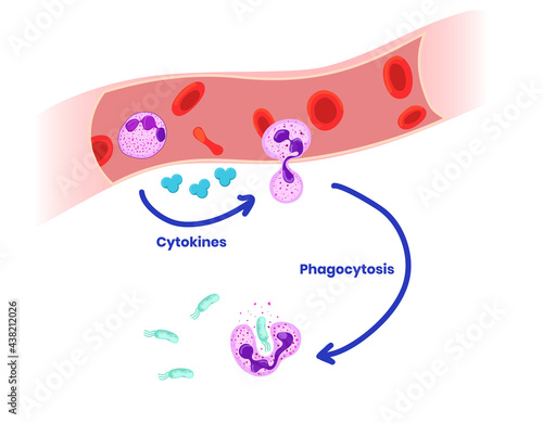 Neutrophils phagocytosis of bacteria stages photo