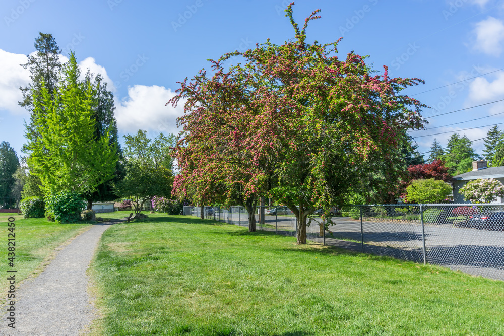 Park Red Tree Blossoms 5