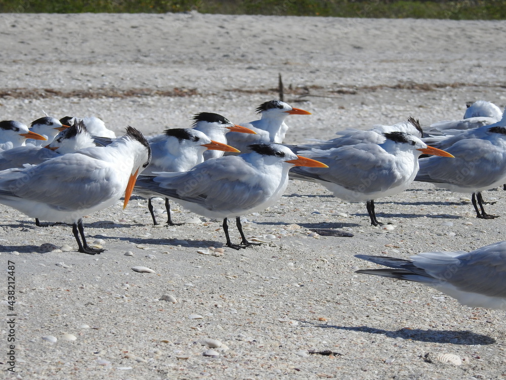 Fototapeta premium Royal Tern Florida