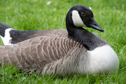 Canada goose (Branta canadensis) with its black head and neck, white cheeks, white under its chin, and a brown body lies in the grass with white daisies. Side view photo