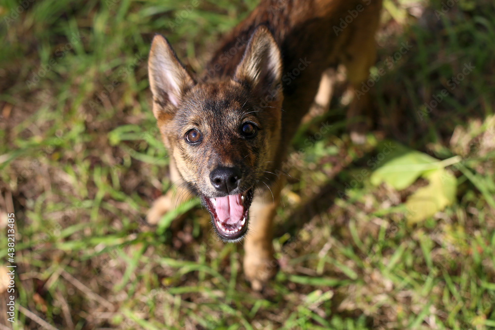 Cute cheerful playful brown smooth-haired puppy with big ears on a walk in the park in the green grass on a sunny summer day Cute cheerful playful brown smooth-haired puppy with big ears on a walk in the park in the green grass on a sunny summer day