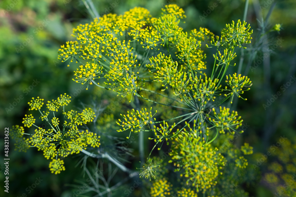 Dill flowers grow in the garden in summer. Dill flowers grow in the garden in summer.