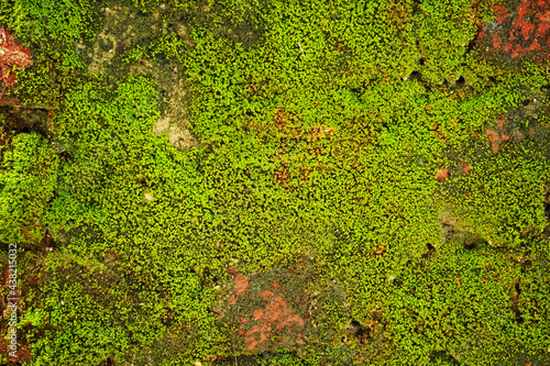 Wallpaper Mural Green moss on a brick wall during rainy season.      Torontodigital.ca