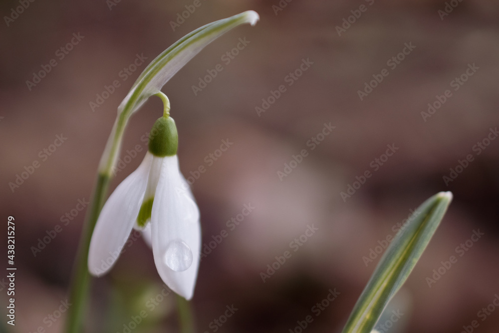 Fiore di Bucaneve.