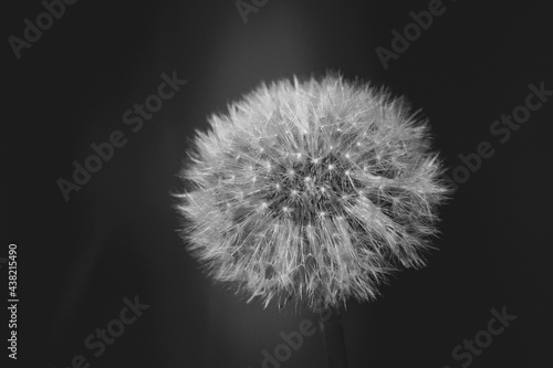 Wallpaper Mural fluffy dandelion close-up in black and white Torontodigital.ca