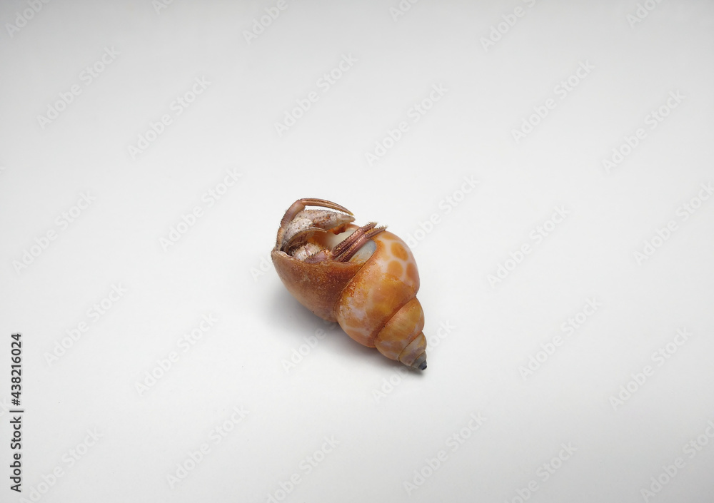 Dead Hermit crab isolated on white background