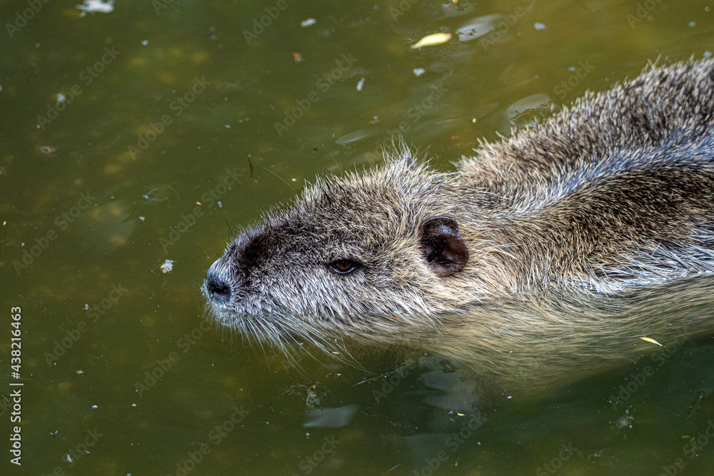 Beaver in the water Beaver in the water