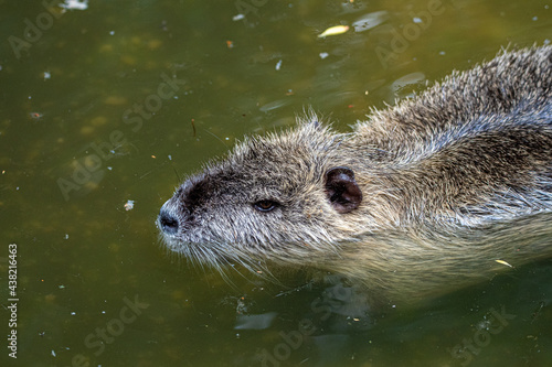 Beaver in the water © Laurens