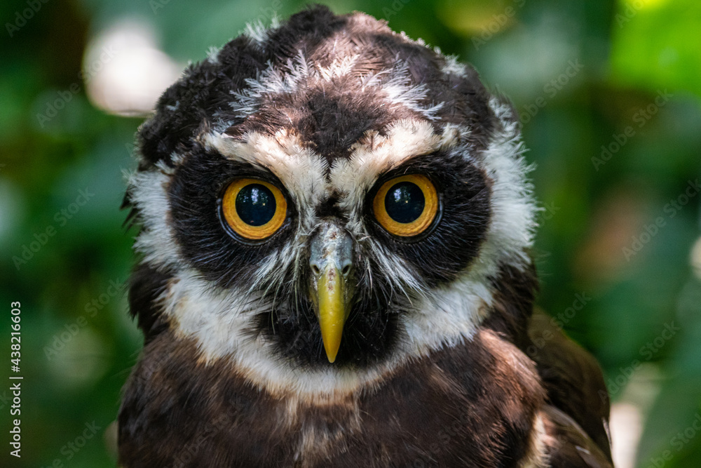 eagle owl portrait eagle owl portrait