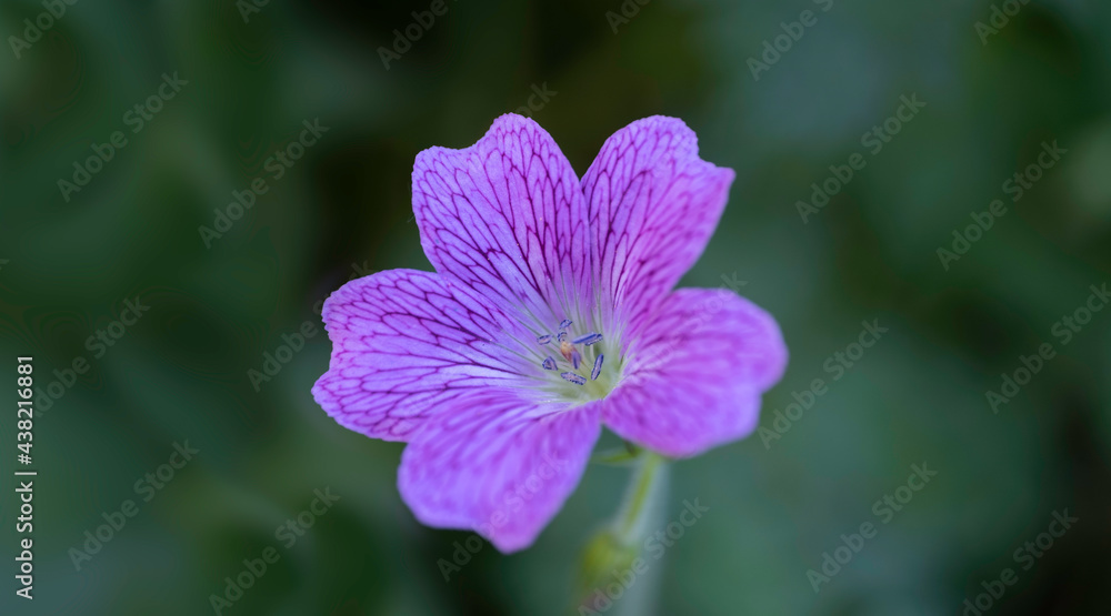 Obraz premium Lonely pink flower of the wild perennial plant Geranium endressii isolated in a spring garden with blurred dark green background 