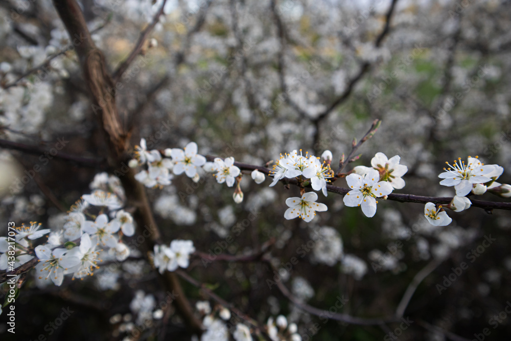 cherry tree flowers