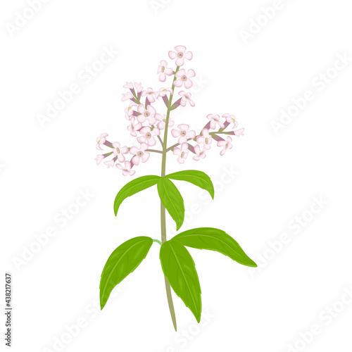 Lemon verbena flower isolated on white background. Vector illustration of a fragrant plant in cartoon flat style.