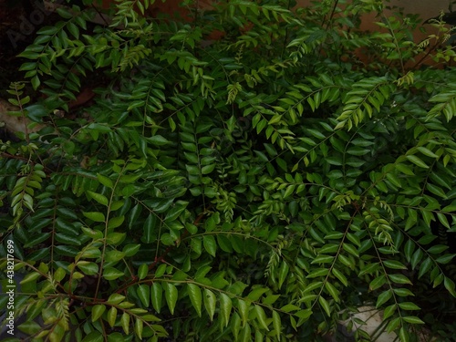 curry leaves  Murraya koenigii 