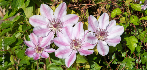 Hampshire, England, UK. 2021.  A climbing flowering Clematis plant entangled in the growth of a ornimental cherry tree. Clematis sp. photo