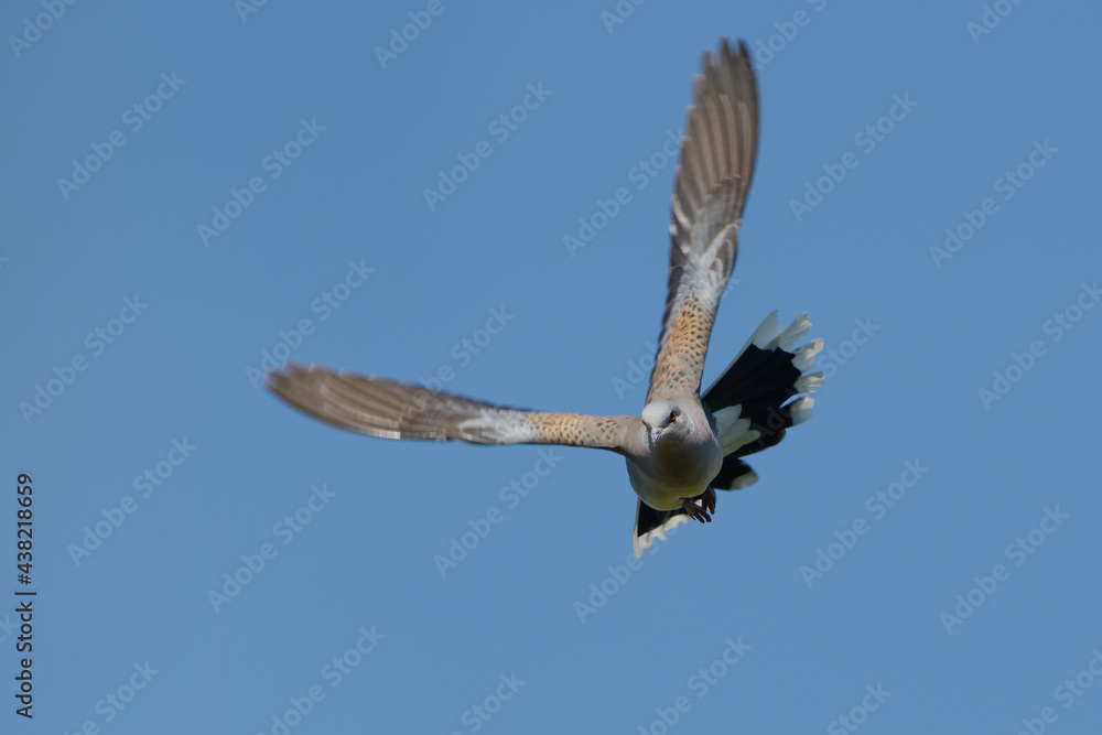 Obraz premium European Turtle Dove (Streptopelia turtur) flying