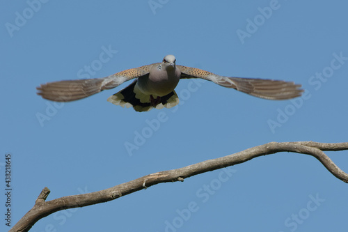 European Turtle Dove (Streptopelia turtur) flying
