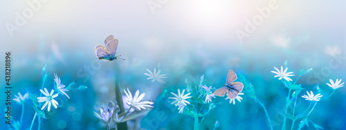 White wildflowers on a blurry soft turquoise and green background. a butterfly flies over a beautiful flower. blank for a postcard. Spring pattern, magical composition, panorama with copy space