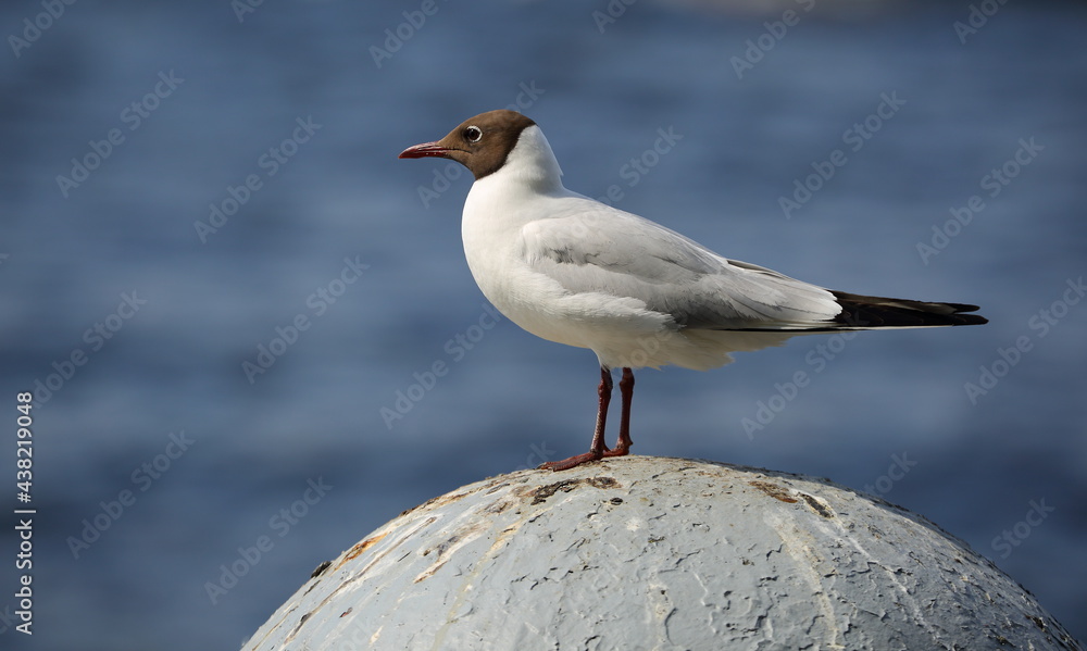 A seagull sits on a gray hemisphere against a background of blue water A seagull sits on a gray hemisphere against a background of blue water