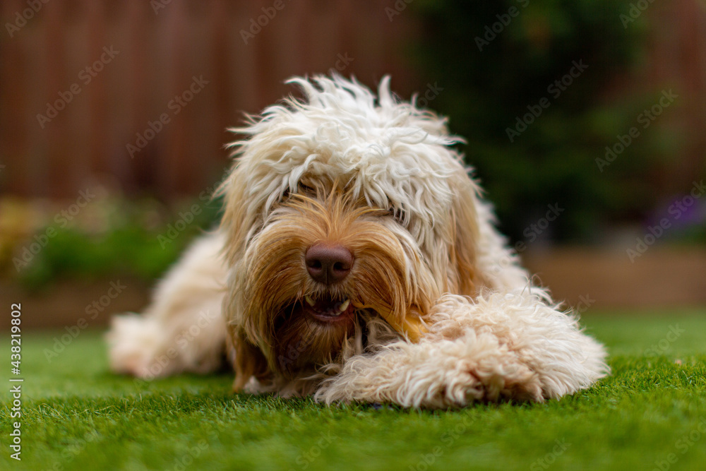 Labradoodle chewing on a bone